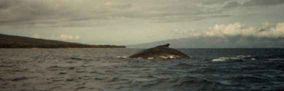 Picture of humpback fin close to the camera